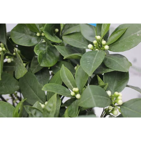 Narancs fa CITRUS SINENSIS ARANCIO LV 12 60/80