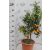 Kumquat fa CITRUS FORTUNELLA JAPONICA (KUMKUAT)  LV 12 60/80