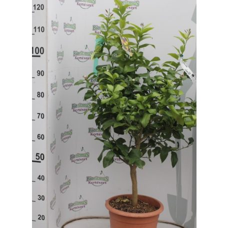 Citrom fa CITRUS LIMONUM LIMONE LV 12 60/80