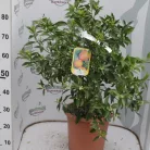 Mandarin fa CITRUS NOBILIS MANDARINO LV 12 60/80