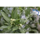 Mandarin fa CITRUS NOBILIS MANDARINO LV 12 60/80