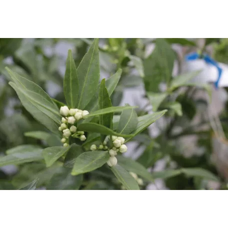 Mandarin fa CITRUS NOBILIS MANDARINO LV 12 60/80