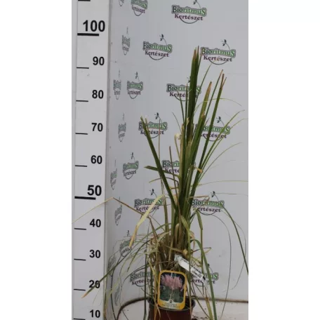 Pampafű, rózsaszín virágú Cortaderia Gynerium selloana Rosea CLT3