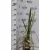 Pampafű, rózsaszín virágú Cortaderia Gynerium selloana Rosea CLT3