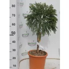Törpe gömb japánciprus törzses Cryptomeria japonica Globosa Nana LV 9 MINI STANDARD