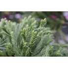 Törpe gömb japánciprus törzses Cryptomeria japonica Globosa Nana LV 9 MINI STANDARD