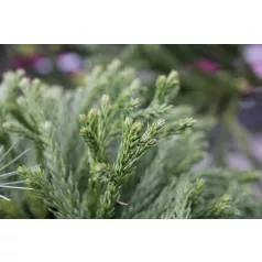   Törpe gömb japánciprus törzses Cryptomeria japonica Globosa Nana LV 9 MINI STANDARD