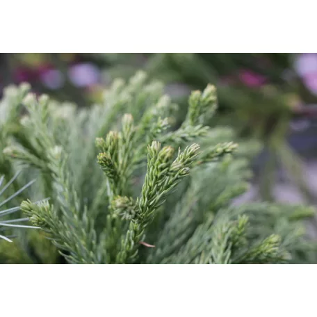 Törpe gömb japánciprus törzses Cryptomeria japonica Globosa Nana LV 9 MINI STANDARD