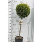 Sárga színű leyland ciprus törzses CUPRESSOCYPARIS LEYLANDII CASTLEWELLAN GOLD CLT.18 HALF STA