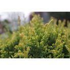 Sárga színű leyland ciprus törzses CUPRESSOCYPARIS LEYLANDII CASTLEWELLAN GOLD CLT.18 HALF STA