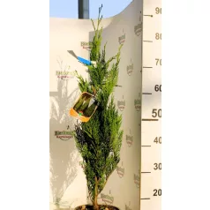   Európai (toszkán vagy olasz) ciprus Cupressus sempervirens pyramidalis CLT. 3