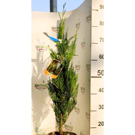 Európai (toszkán vagy olasz) ciprus Cupressus sempervirens pyramidalis CLT. 3