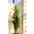 Európai (toszkán vagy olasz) ciprus Cupressus sempervirens pyramidalis CLT. 3