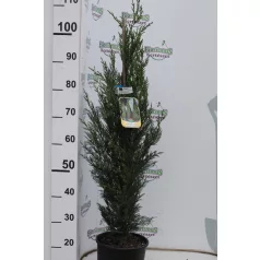   Oszlopos leylandi ciprus CUPRESSOCYPARIS LEYLANDII PYRAMIDALIS CLT. 5 80/100