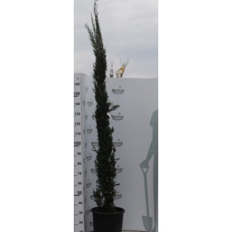 Olasz vagy európai ciprus Cupressus sempervirens pyramidalis CLT.25 175/200