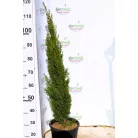 Karcsú olasz ciprus (Karcsú európai ciprus) Cupressus sempervirens TOTEM CLT. 10 80/100