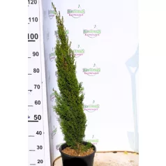   Karcsú olasz ciprus (Karcsú európai ciprus) Cupressus sempervirens TOTEM CLT. 10 80/100
