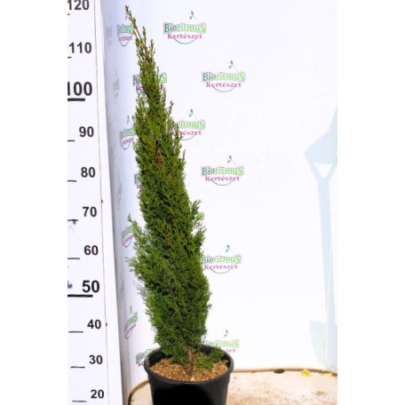 Karcsú olasz ciprus (Karcsú európai ciprus) Cupressus sempervirens TOTEM CLT. 10 80/100
