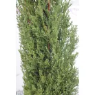 Karcsú olasz ciprus (Karcsú európai ciprus) Cupressus sempervirens TOTEM CLT. 10 80/100