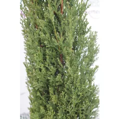   Karcsú olasz ciprus (Karcsú európai ciprus) Cupressus sempervirens TOTEM CLT. 10 80/100