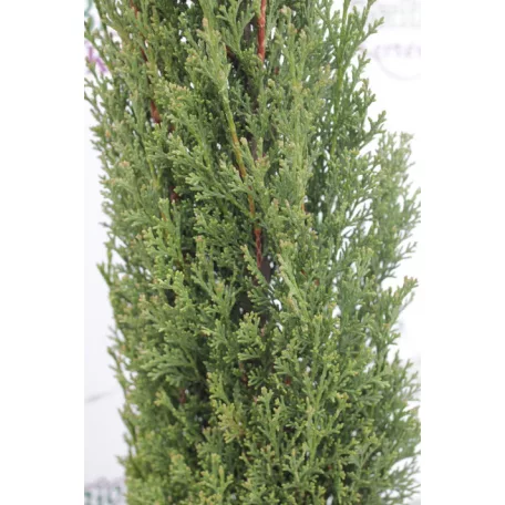 Karcsú olasz ciprus (Karcsú európai ciprus) Cupressus sempervirens TOTEM CLT. 10 80/100