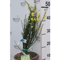 Zanót CYTISUS PRAECOX ET SCOPARIUS CLT. 2