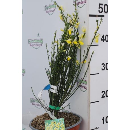 Zanót CYTISUS PRAECOX ET SCOPARIUS CLT. 2