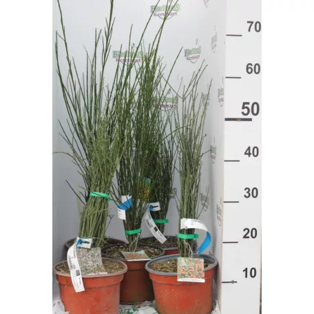 Zanót Cytisus Praecox et Scoparius CLT. 2