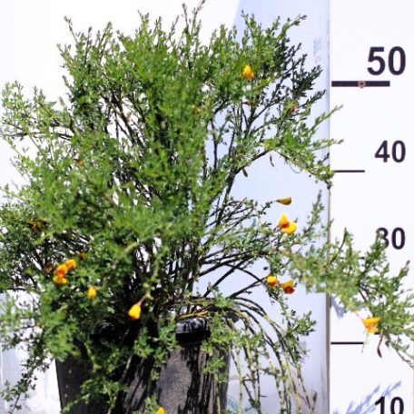 Zanót Cytisus Praecox et Scoparius CLT. 10
