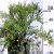 Zanót Cytisus Praecox et Scoparius CLT. 10