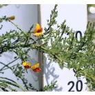 Zanót Cytisus Praecox et Scoparius CLT. 10