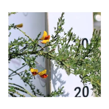 Zanót Cytisus Praecox et Scoparius CLT. 10