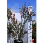 Zanót Cytisus Praecox et Scoparius CLT. 10