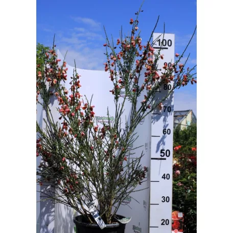 Zanót Cytisus Praecox et Scoparius CLT. 10