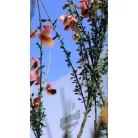 Zanót Cytisus Praecox et Scoparius CLT. 10