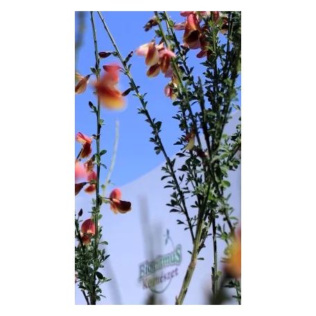 Zanót Cytisus Praecox et Scoparius CLT. 10