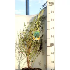 Havasi eukaliptusz Eucalyptus Gunnii CLT. 10