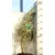 Havasi eukaliptusz Eucalyptus Gunnii CLT. 10