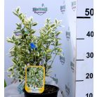 Fehértarka japán kecskerágó 'Bravo' Euonymus japonicus 'Bravo' CLT. 3