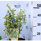 Fehértarka japán kecskerágó 'Bravo' Euonymus japonicus 'Bravo' CLT. 3