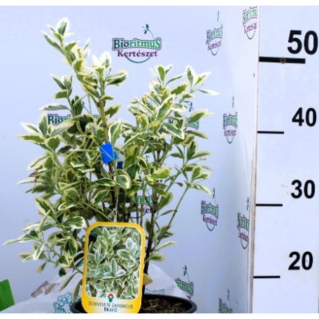 Fehértarka japán kecskerágó 'Bravo' Euonymus japonicus 'Bravo' CLT. 3