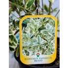 Fehértarka japán kecskerágó 'Bravo' Euonymus japonicus 'Bravo' CLT. 3