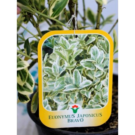 Fehértarka japán kecskerágó 'Bravo' Euonymus japonicus 'Bravo' CLT. 3