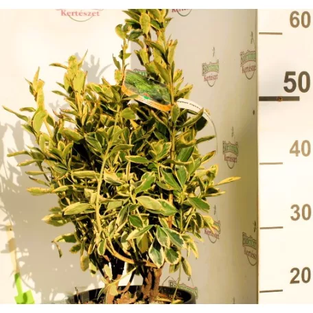 Fehértarka jarka japán kecskerágó Euonymus japonicus Bravo CLT. 5