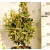 Fehértarka jarka japán kecskerágó Euonymus japonicus Bravo CLT. 5