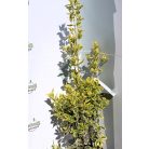 Fehértarka japán kecskerágó 'Bravo' Euonymus japonicus 'Bravo' CLT. 10