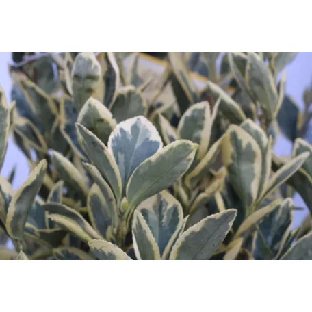 Fehértarka japán kecskerágó 'Bravo' Euonymus japonicus 'Bravo' CLT. 10