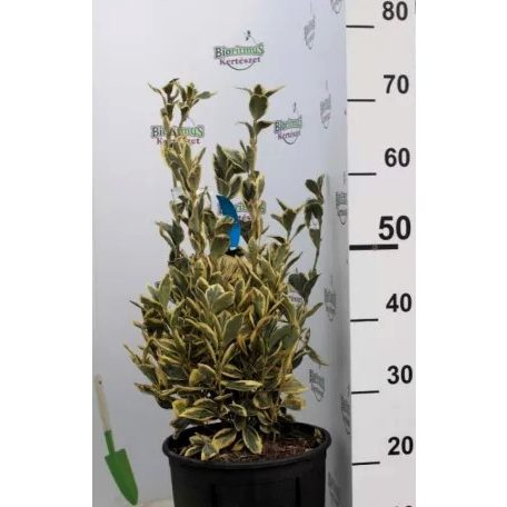 Fehértarka japán kecskerágó 'Bravo' Euonymus japonicus 'Bravo' CLT. 10