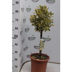   Fehértarka japán kecskerágó törzses  Euonymus japonicus 'Bravo'  LV 9 MINI STANDARD