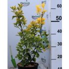 Sárgatarka japán kecskerágó Euonymus japonicus 'Elegant Aureus' CLT. 3